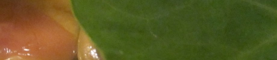 Homepage