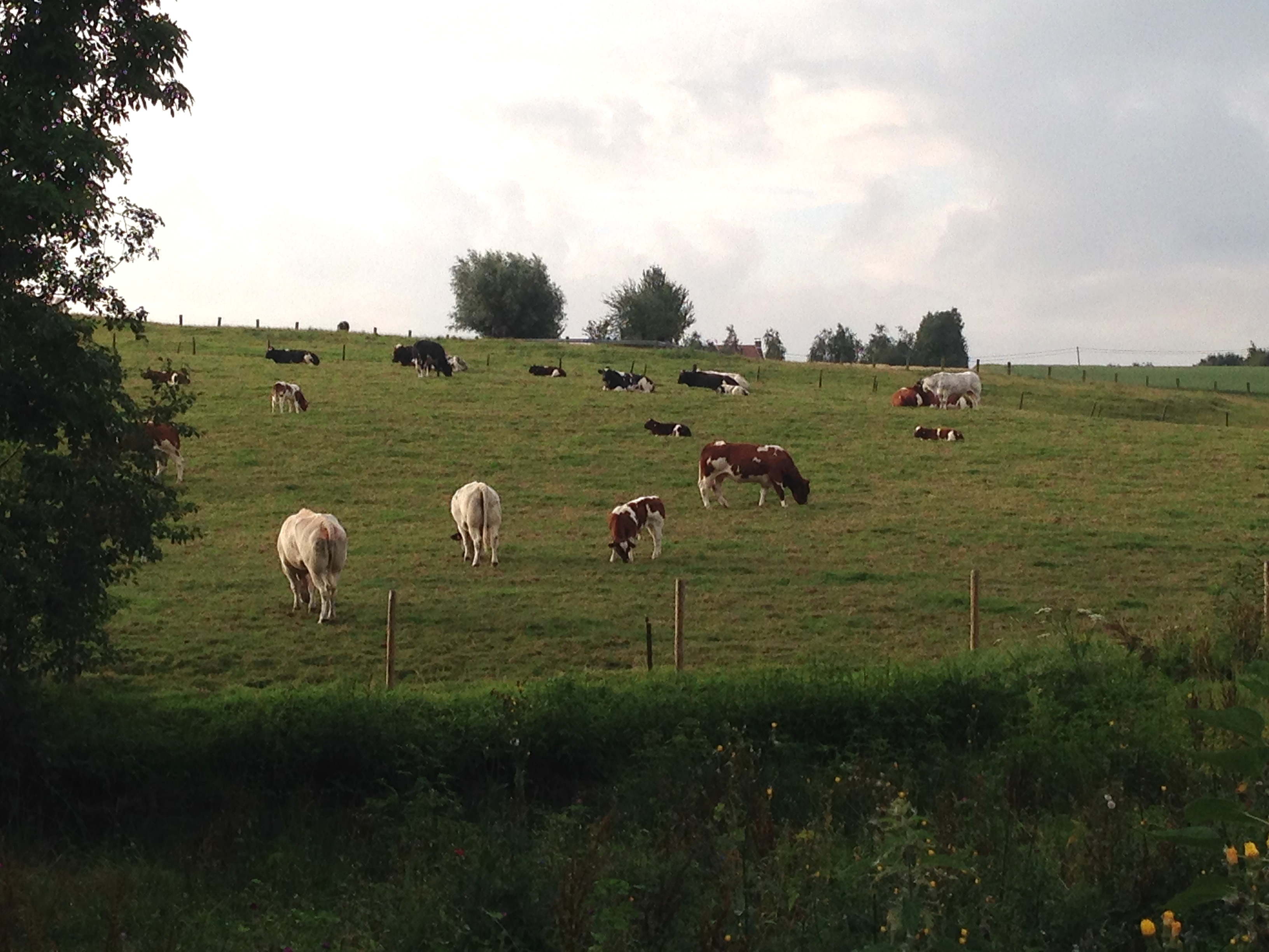 vacche, In De Wulf, Chef Kobe Desramaults, Heuvelland 